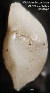 To NMNH Paleobiology Collection (Cibicides hispaniolae USNM CC 62430 paratype pl25 f35)
