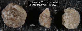 To NMNH Paleobiology Collection (Epistomina (Brotzenia) hechti USNM MO 627495 paratypes)