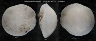 To NMNH Paleobiology Collection (Epistomina hoffmeisteri USNM MO 689325 holotype)