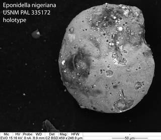 To NMNH Paleobiology Collection (Eponidella nigeriana USNM PAL 335172 holotype)