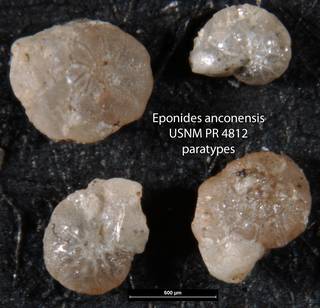 To NMNH Paleobiology Collection (Eponides anconensis USNM PR 4812 paratypes)