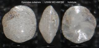 To NMNH Paleobiology Collection (Eponides cubensis USNM MO 498760 holotype)