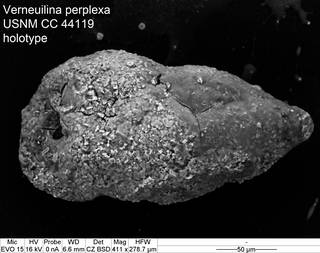 To NMNH Paleobiology Collection (Verneuilina perplexa USNM CC 44119 holotype)