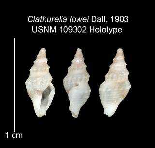 To NMNH Extant Collection (IZ MOL 109302 Holotype Shell plate)
