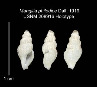 To NMNH Extant Collection (IZ MOL 208916 Holotype Shell plate)