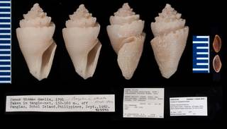 To NMNH Extant Collection (IZ MOL 903590 Shell & Operculum plate)