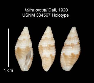To NMNH Extant Collection (IZ MOL 334567 Holotype Shell plate)