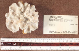To NMNH Extant Collection (IZ USNM 77695 top view)