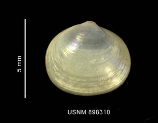 To NMNH Extant Collection (Kellia bullata Philippi, left valve outer view)