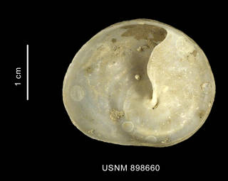 To NMNH Extant Collection (Trochita decipiens (Philippi, 1845) shell basal view)