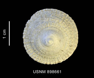 To NMNH Extant Collection (Trochita pileus (Lamarck, 1822) shell apical view)
