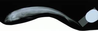 To NMNH Extant Collection (Carcharhinus porosus RAD109990-002)