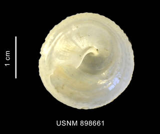 To NMNH Extant Collection (Trochita pileus (Lamarck, 1822) shell basal view)