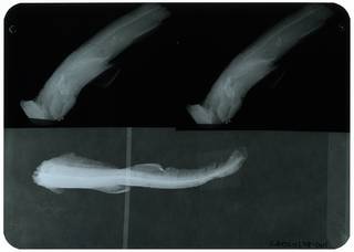 To NMNH Extant Collection (Scyliorhinus sibogae RAD110258-001)