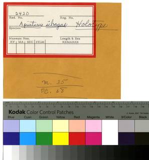 To NMNH Extant Collection (Scyliorhinus sibogae RAD110258 Envelope)