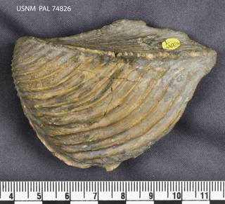 To NMNH Paleobiology Collection (USNM PAL 74826_1)