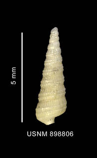To NMNH Extant Collection (Cerithiella superba Thiele, 1912 shell dorsal view)