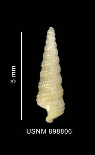 To NMNH Extant Collection (Cerithiella superba Thiele, 1912 shell lateral view)