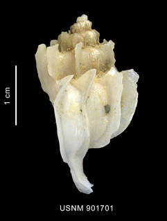 To NMNH Extant Collection (Trophon paucilamellatus Powell, 1951 shell lateral view)