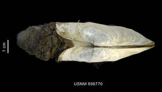 To NMNH Extant Collection (Laternula eliptica (King et Broderip, 1832) shell with siphons apical view)