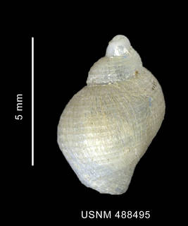 To NMNH Extant Collection (Nothoadmete delicatula (Smith, 1907) shell dorsal view)
