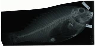 To NMNH Extant Collection (Calotomus xenodon RAD112439-001)