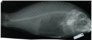 To NMNH Extant Collection (Callyodon ultramarinus RAD112499-001)