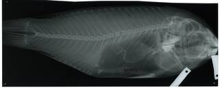 To NMNH Extant Collection (Callyodon ultramarinus RAD112500-001)