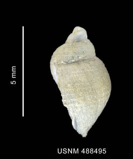 To NMNH Extant Collection (Nothoadmete delicatula (Smith, 1907) shell lateral view)