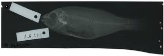 To NMNH Extant Collection (Callyodon upolensis RAD112574-001)