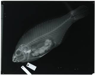 To NMNH Extant Collection (Scarus flavipectoralis RAD112589-001)
