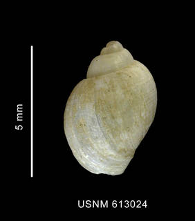To NMNH Extant Collection (Nothoadmete cf. consobrina (Powell, 1951) shell dorsal view)