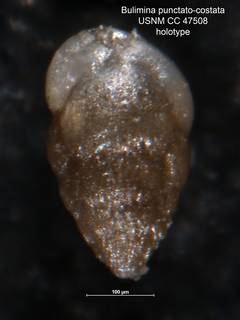 To NMNH Paleobiology Collection (Bulimina punctato-costata CC 47508 holo)