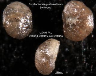To NMNH Paleobiology Collection (Ceratocancris guatemalensis 208914_915_916 syntypes)