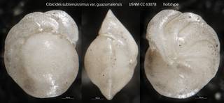 To NMNH Paleobiology Collection (Cibicides subtenuissimus var. guazumalensis)