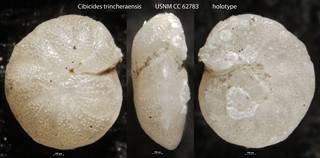 To NMNH Paleobiology Collection (Cibicides trincheraensis USNM CC 62783 holotype)