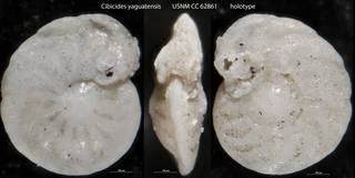 To NMNH Paleobiology Collection (Cibicides yaguatensis USNM CC 62861 holotype)