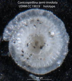 To NMNH Paleobiology Collection (Conicospirillina semiinvoluta USNM CC 19019 holotype)