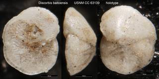 To NMNH Paleobiology Collection (Discorbis baitoensis USNM CC 63139 holotype)