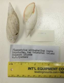 To NMNH Extant Collection (USNM 1418159)