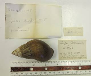 To NMNH Extant Collection (USNM 1418244)