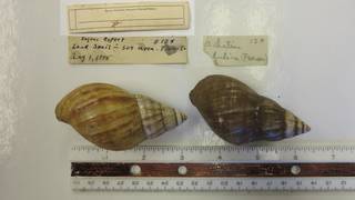 To NMNH Extant Collection (USNM 1418247)