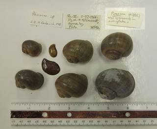 To NMNH Extant Collection (USNM 1418254)