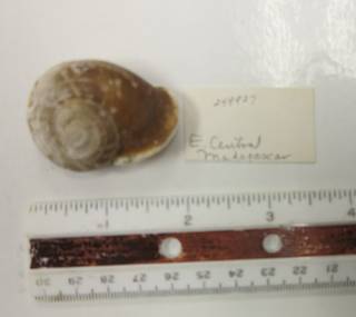 To NMNH Extant Collection (USNM 1418258)