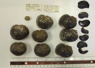 To NMNH Extant Collection (USNM 1420444)