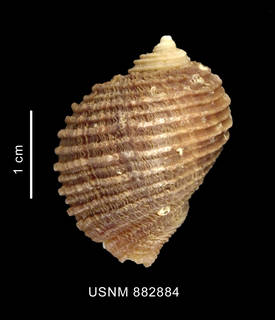 To NMNH Extant Collection (Acanthina monodon (Pallas, 1774) shell dorsal view)