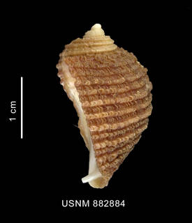 To NMNH Extant Collection (Acanthina monodon (Pallas, 1774) shell lateral view)