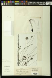 To NMNH Botany Collections (Kyllinga nudiceps NMNH3562973 type 1)