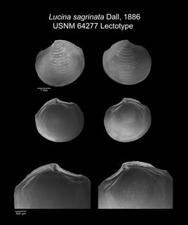 To NMNH Extant Collection (IZ MOL 64277 Lectotype bivalve plate)