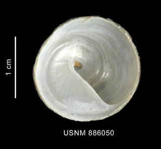 To NMNH Extant Collection (Trochita georgiana Powell, 1951 shell basal view)
